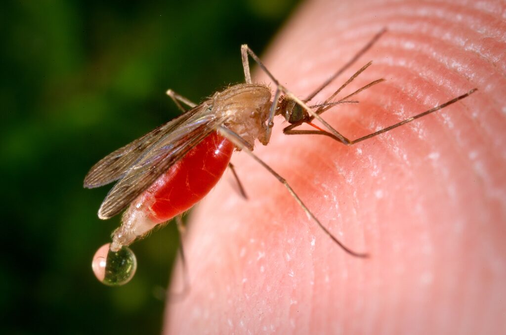 Malaria Cases in Texas and Florida Mark the First U.S. Transmission in 20 Years, CDC Says