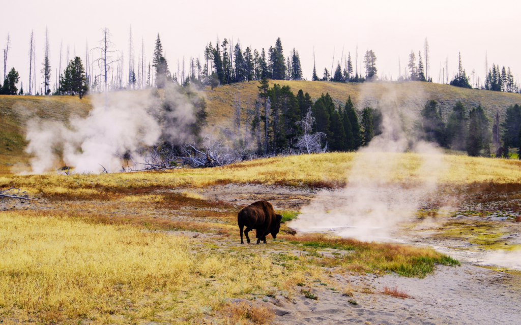 A bison in Yellowstone National Park