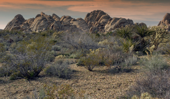 Best Place for RVing? Try Mojave National Preserve